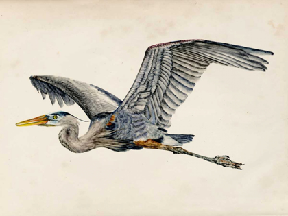 Picture of BLUE HERON RENDERING III