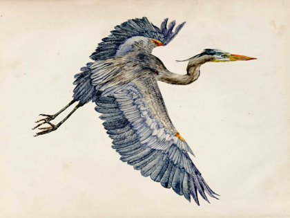 Picture of BLUE HERON RENDERING IV