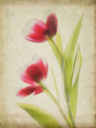 Picture of PARCHMENT FLOWERS III