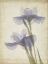 Picture of PARCHMENT FLOWERS VIII