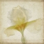 Picture of PARCHMENT FLOWERS IX