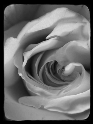 Picture of ROSE SPIRAL I