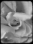 Picture of ROSE SPIRAL II