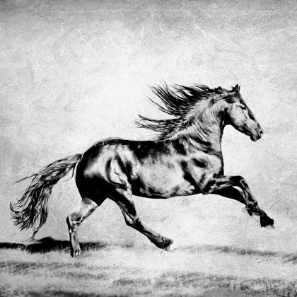 Picture of BANDW HORSES II