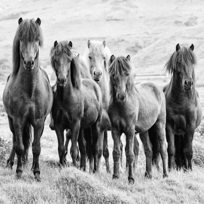 Picture of BANDW HORSES VIII