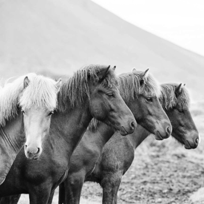 Picture of BANDW HORSES IX