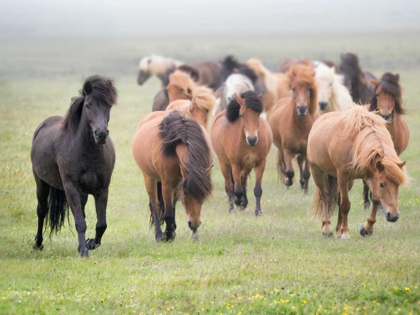 Picture of GRASSLAND HORSES II