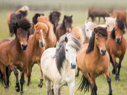 Picture of GRASSLAND HORSES III