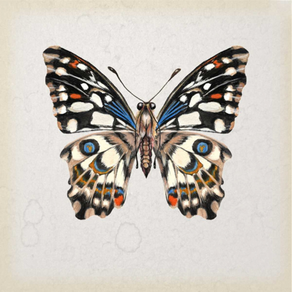 Picture of BUTTERFLY STUDY II