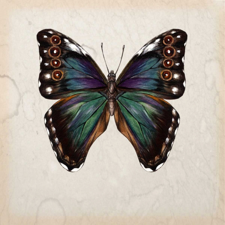 Picture of BUTTERFLY STUDY III