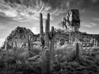 Picture of BANDW DESERT VIEW I