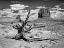 Picture of BANDW DESERT VIEW V
