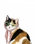Picture of COOL CAT I