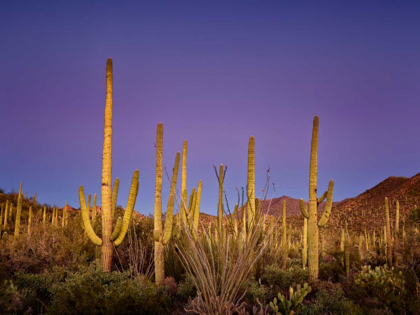 Picture of CACTI VIEW I