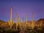 Picture of CACTI VIEW I