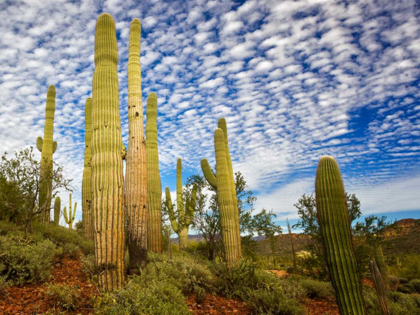 Picture of CACTI VIEW III