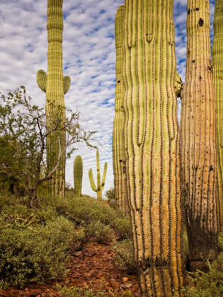 Picture of CACTI VIEW IV