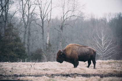 Picture of SOLITARY BISON I