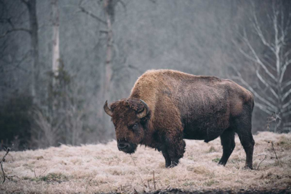 Picture of SOLITARY BISON II