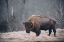 Picture of SOLITARY BISON II