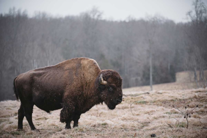Picture of SOLITARY BISON III