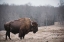 Picture of SOLITARY BISON III
