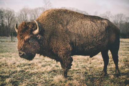 Picture of SOLITARY BISON IV