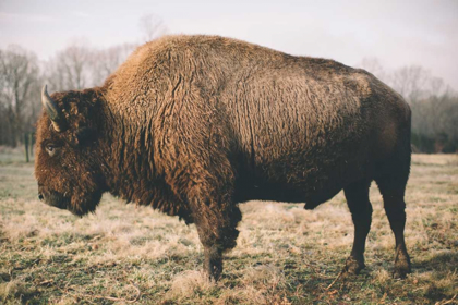Picture of SOLITARY BISON V