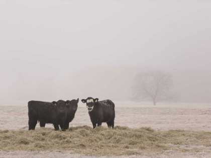 Picture of FARM STUDY V