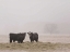 Picture of FARM STUDY V