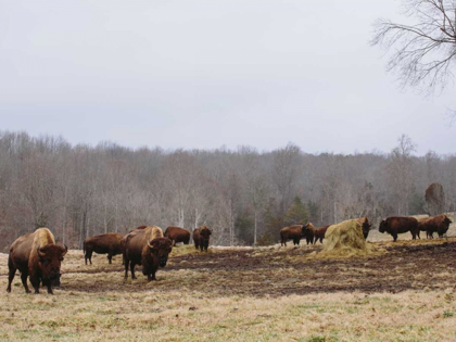 Picture of FARM STUDY VI