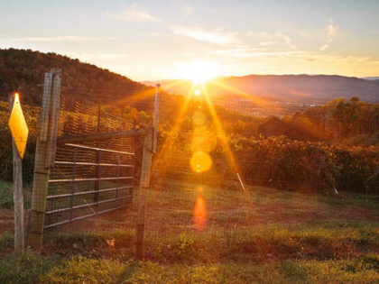 Picture of FARM STUDY VII