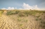 Picture of FIRST LANDING DUNES IV
