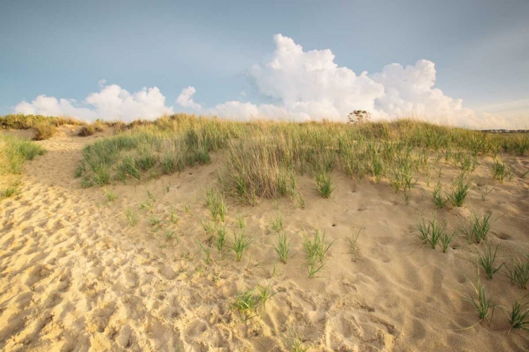 Picture of FIRST LANDING DUNES IV