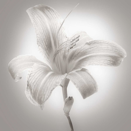 Picture of TIGER LILY I