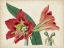 Picture of AMARYLLIS SPLENDOR I