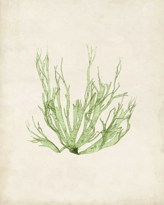 Picture of PERIDOT SEAWEED IV