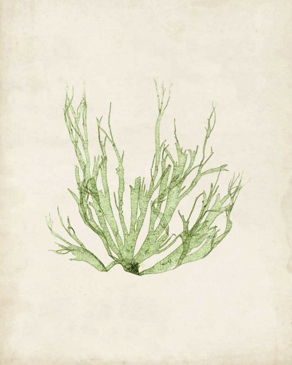 Picture of PERIDOT SEAWEED IV