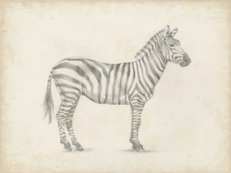 Picture of ZEBRA SKETCH