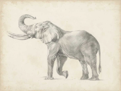 Picture of ELEPHANT SKETCH I