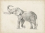 Picture of ELEPHANT SKETCH I
