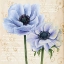 Picture of ELEGANT ANEMONE I