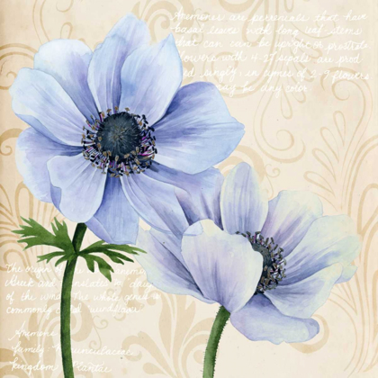 Picture of ELEGANT ANEMONE II