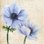 Picture of ELEGANT ANEMONE II