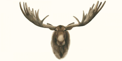 Picture of MOOSE BUST