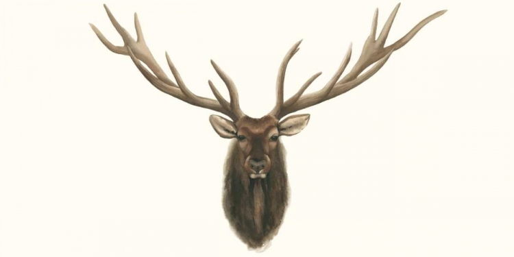 Picture of ELK BUST