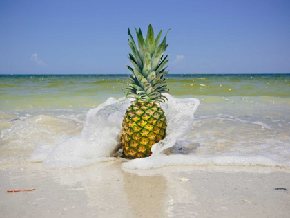 Picture of SOUTH FLORIDA PINEAPPLE IV