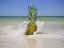 Picture of SOUTH FLORIDA PINEAPPLE IV