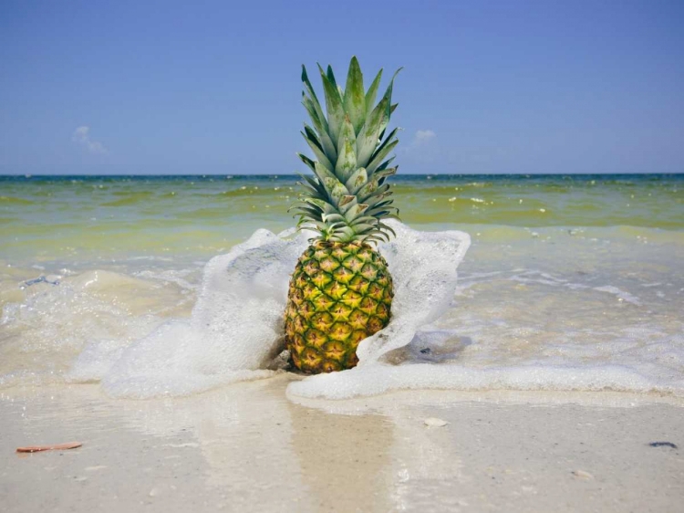 Picture of SOUTH FLORIDA PINEAPPLE IV