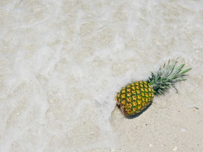 Picture of SOUTH FLORIDA PINEAPPLE V
